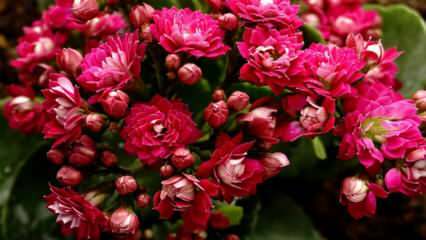 Jak dbać o kwiat calancho? Jak rozmnaża się kwiat kalano?