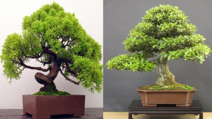 Jak wyhodować drzewko bonsai? Jak dbać o drzewko bonsai Cechy drzewka bonsai 