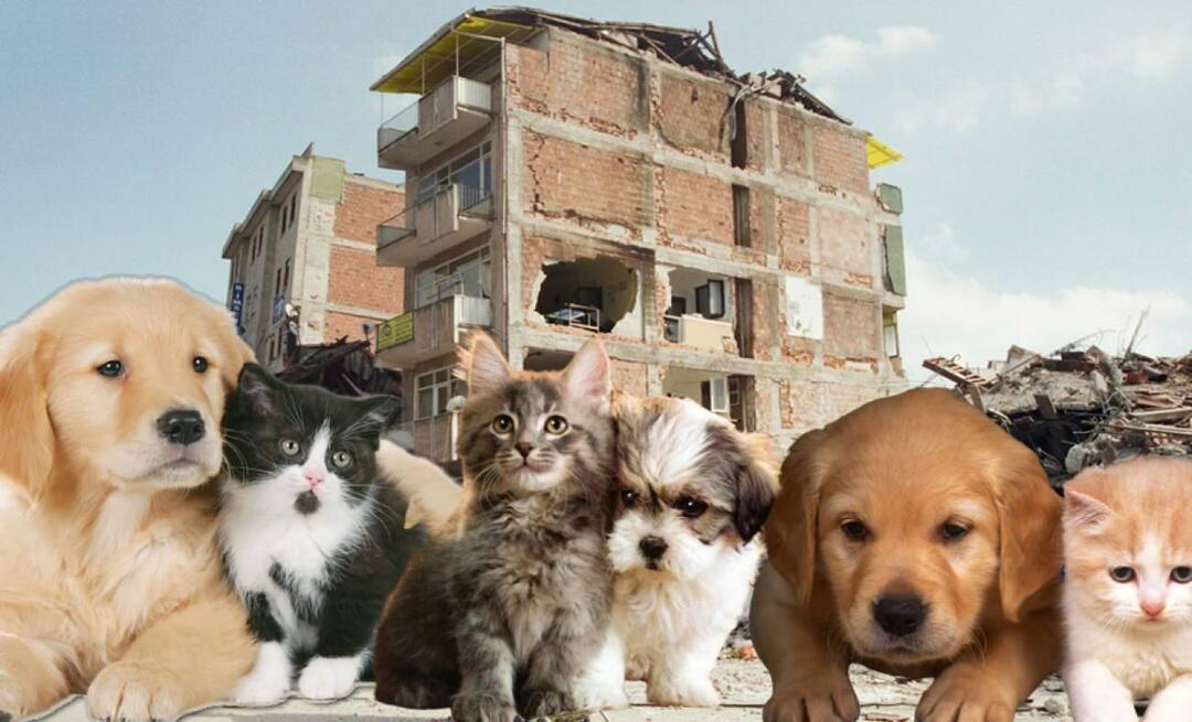 Co powinni zrobić właściciele zwierząt przed i po trzęsieniu ziemi? Ci, którzy mają zwierzaka w czasie trzęsienia ziemi