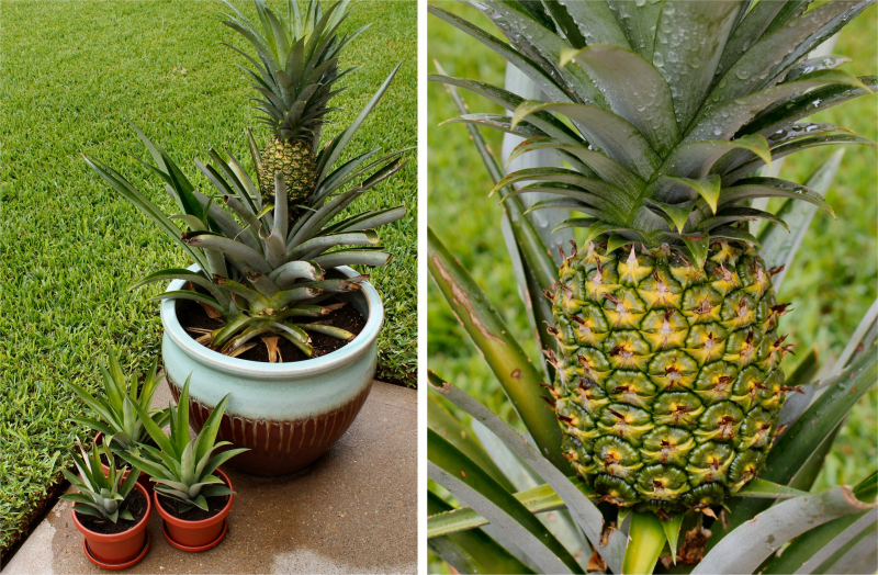 Jak uprawiać ananasa w domu? Jak odbywa się rootowanie ananasa?