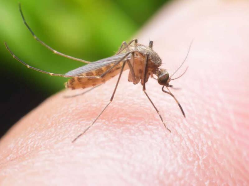 Jak zrobić naturalny środek odstraszający komary w domu? Naturalne receptury na muchy