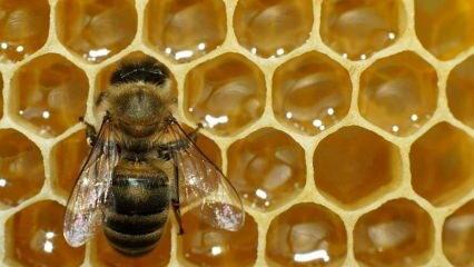 Gdzie stosuje się jad pszczeli? Jakie są zalety jadu pszczelego? Do jakich chorób nadaje się jad pszczeli?