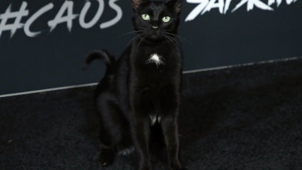 Czarny kot na premierze w Hollywood ...