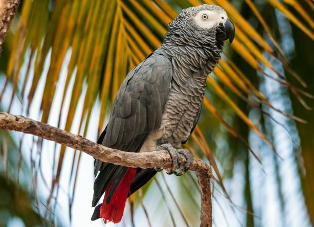Opieka i szkolenie Papugi Jako