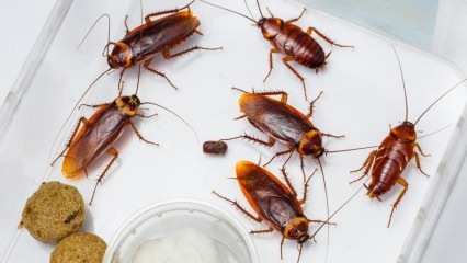 Jak rozpyla się karaluchy w domu? Jak niszczyć karaluchy