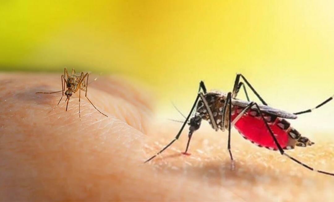 Jakie są objawy ukąszenia komara Aedes? Jak uniknąć ukąszenia komara Aedes?