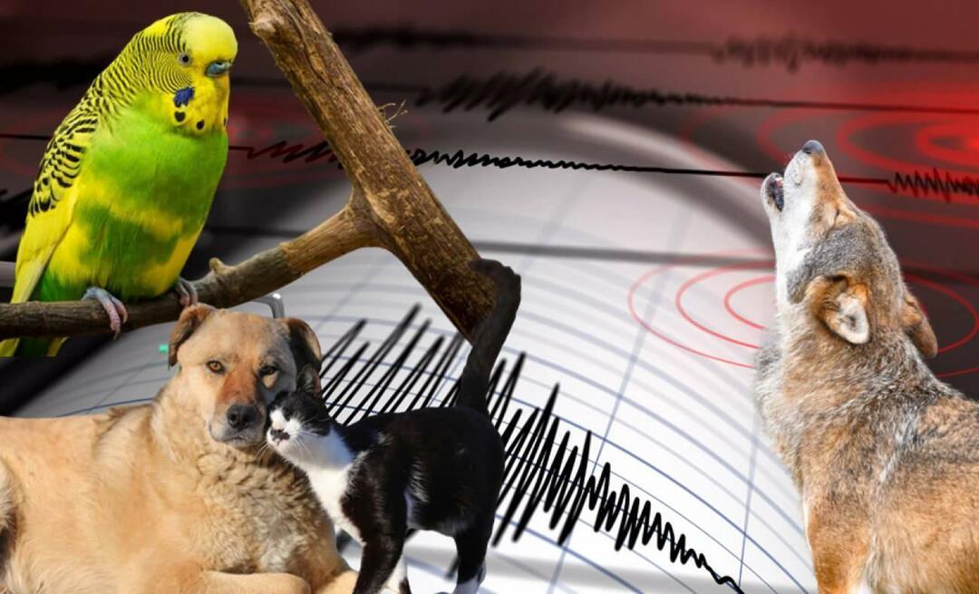 Czy zwierzęta wyczuwają trzęsienia ziemi z wyprzedzeniem? Trzęsienia ziemi i nienormalne zachowanie zwierząt...
