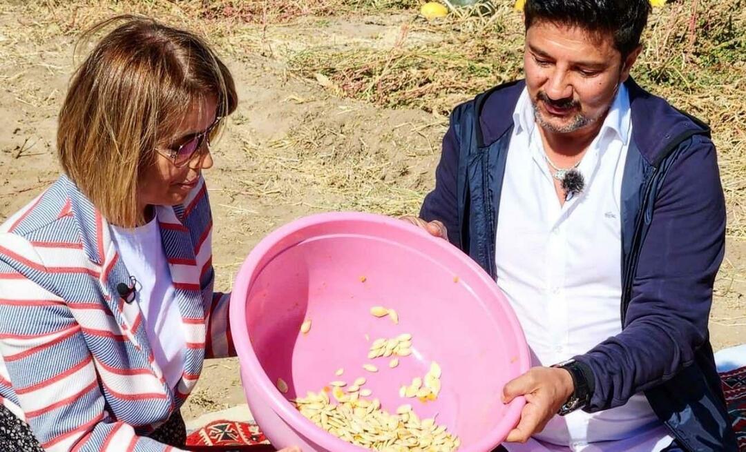 Nasiona dyni na przekąski zostały zebrane w Nevşehir!