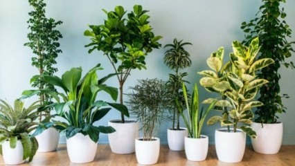 8 łatwych w utrzymaniu roślin