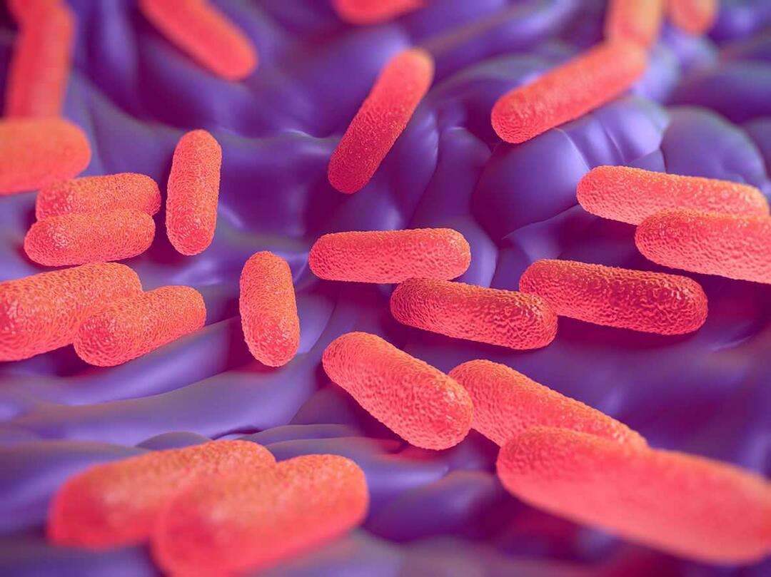 Co to jest bakteria Salmonella? Jakie są objawy Salmonelli?