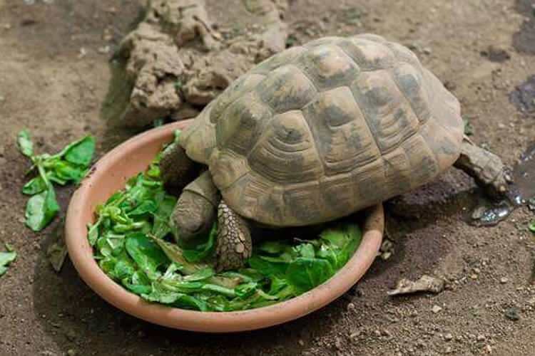 Co je żółw i jak się odżywia? Jakie pokarmy uwielbia żółw?