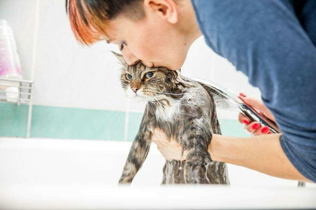 Metody mycia kotów