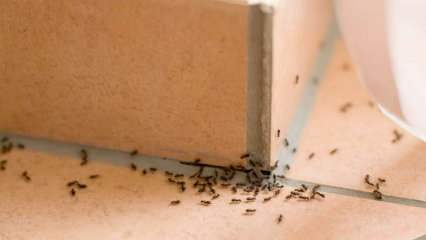 Skuteczna metoda usuwania mrówek w domu! Jak mrówki można zniszczyć bez zabijania? 