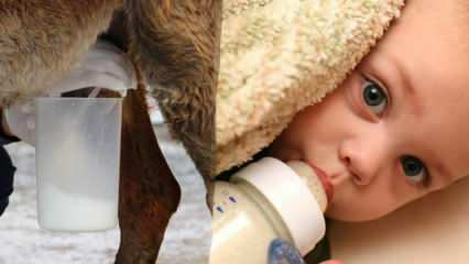 Które mleko jest najbliższe mleku matki? Co podaje się dziecku z powodu niedoboru mleka?