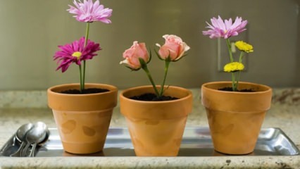 Kwiaty do pielęgnacji w domu w sezonie wiosennym