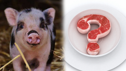 Czy wieprzowina jest zabroniona, dlaczego wieprzowina jest zabroniona? Uwaga dla marek wieprzowiny!