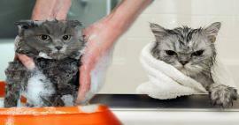 Czy koty się myją? Jak myć koty? Czy kąpanie kotów jest szkodliwe?