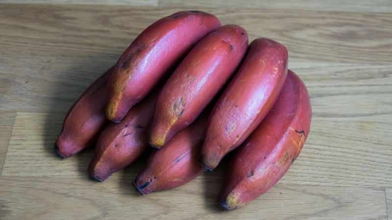 czerwone banany stają się fioletowe, gdy dojrzewają