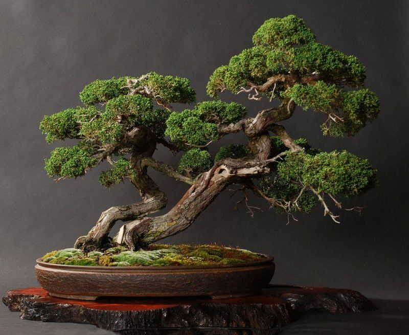 Jak wyhodować drzewko bonsai? Jak dbać o drzewko bonsai Cechy drzewka bonsai
