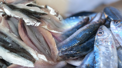 Jak najłatwiej wydobyć anchois? Wskazówki dotyczące czyszczenia anchois