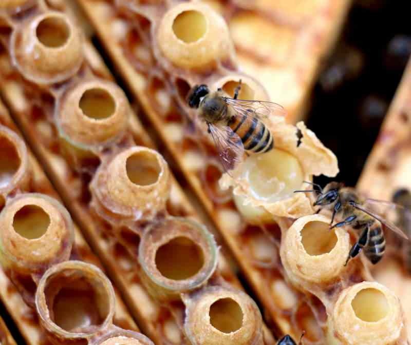 Mleczko pszczele jest najskuteczniejszym źródłem witamin i minerałów w przyrodzie