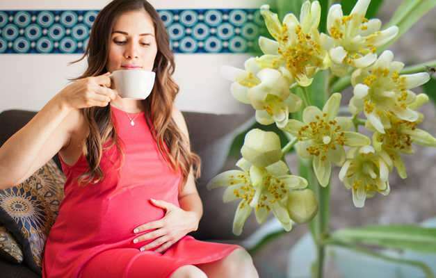 Czy herbata ziołowa jest pijana podczas ciąży? Ryzykowne herbaty ziołowe podczas ciąży