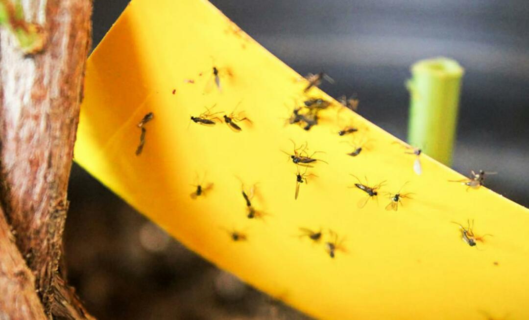 Ostateczne rozwiązanie problemu owadów w domu! Jak zapobiec lataniu małych much w domu?