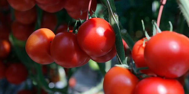 Czy pomidor działa korzystnie na skórę?