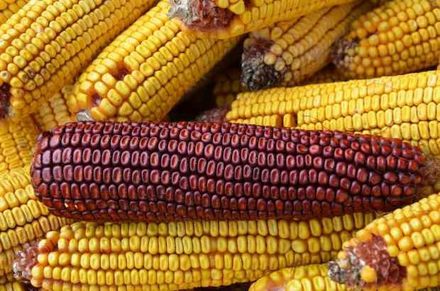 kukurydza powoduje alergie