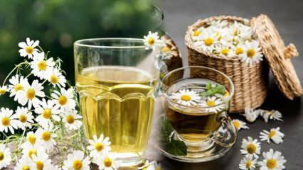 Czy herbata rumiankowa jest głodna czy pełna? Zwiększ metabolizm dzięki herbacie rumiankowej