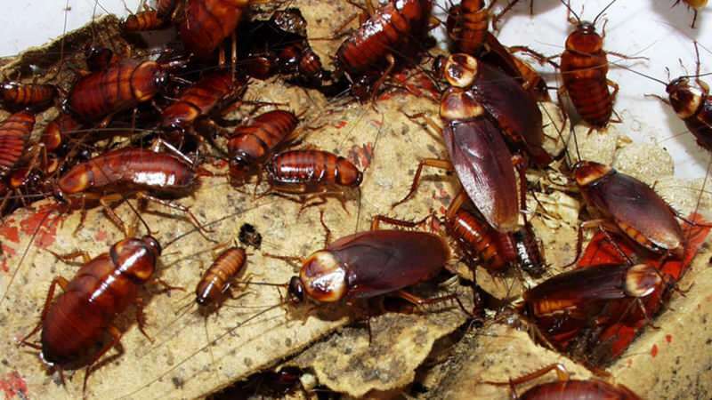 Jak leczyć karaluchy w domu | Jak niszczyć karaluchy?