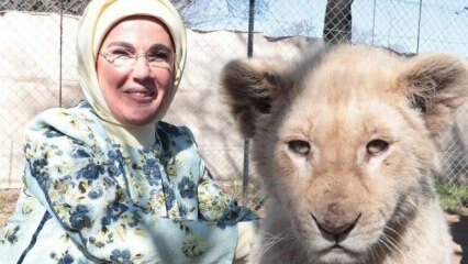 Pierwsza dama Erdoğan zrobiła zdjęcie z małymi lwami