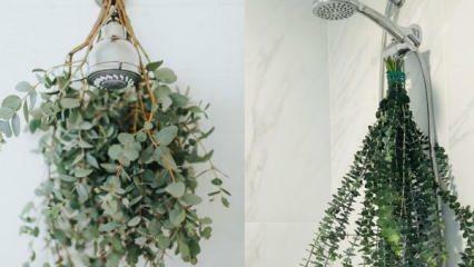 Jak powiesić eukaliptus pod prysznicem? Sposoby wykorzystania eukaliptusa w dekoracji łazienki!