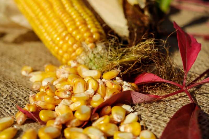 Jak jest przechowywana kukurydza? Jak przygotować ozimą kukurydzę