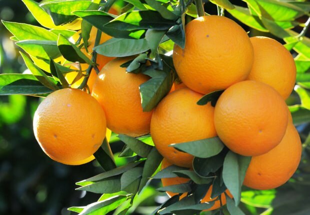 Korzyści z pomarańczy