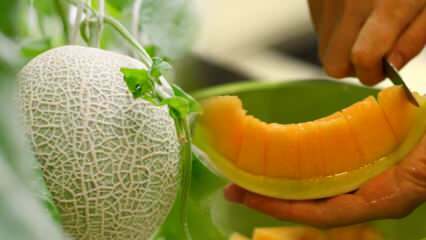Jak wybrać najłatwiejszy melon? Klucz do wyboru słodkich melonów, takich jak miód