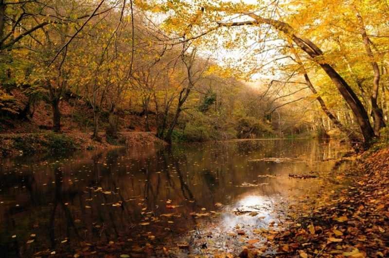 Jesienna wędrówka po lesie w Belgradzie