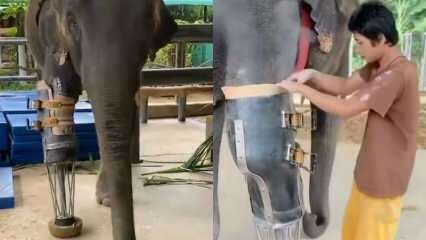 Młode media społecznościowe potrząsnęły twoją protetyczną nogą dla słoni! 