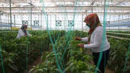 Krajowa i krajowa produkcja nasion z TIGEM z siłą kobiet
