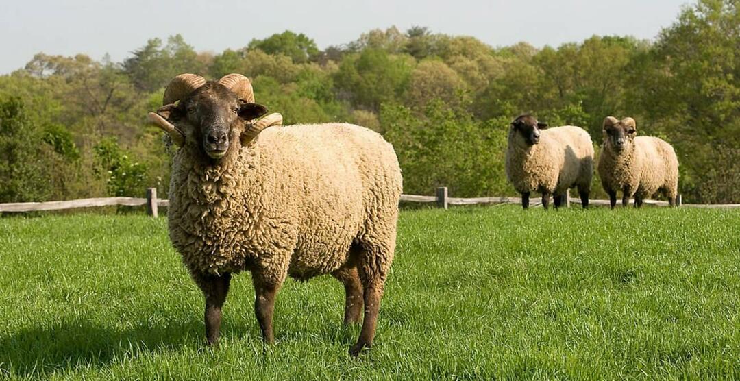 Owce ofiarne