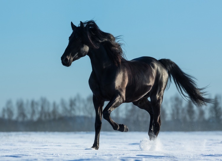 Jak powiedzieć konia we śnie? Jakie znaczenie ma widok konia we śnie?