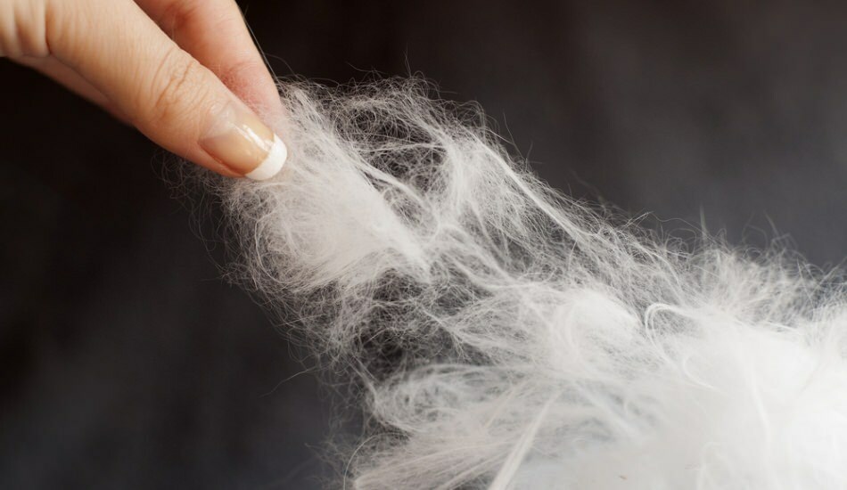 Najłatwiejszy sposób na usunięcie włosów z dywanu