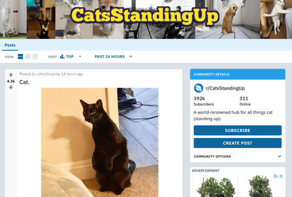 Jak promować swoją firmę na Reddit, przykładowy post z subreddit r / CatsStandingUp