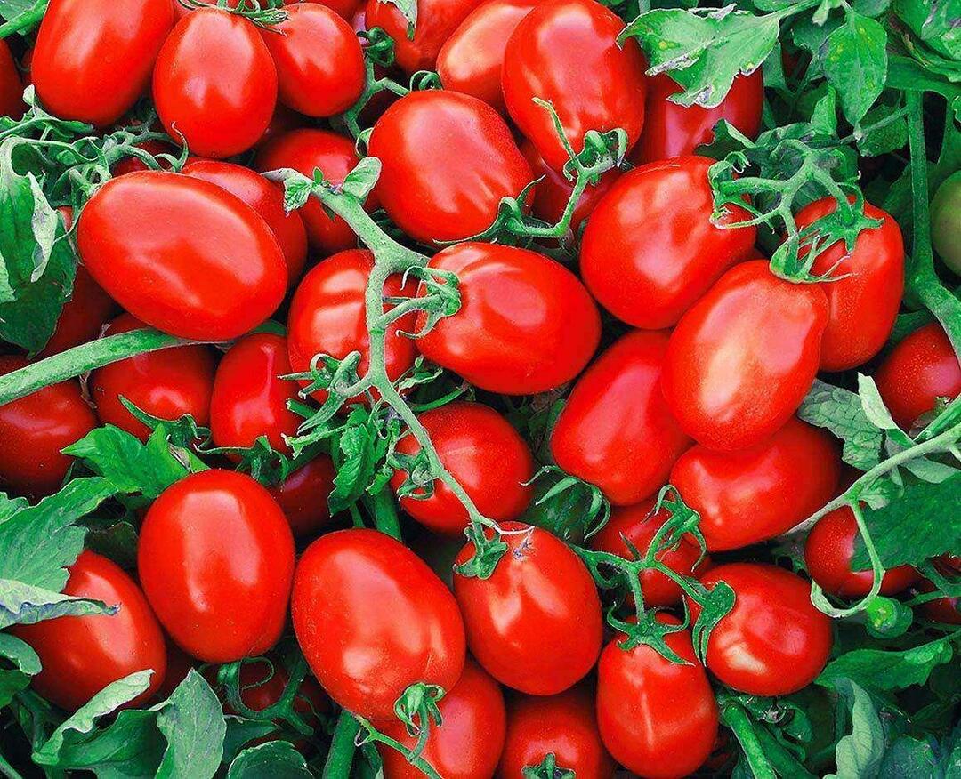 Jak wybrać pomidory z puszki