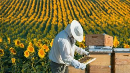 Bezrobotna młodzież pracuje jak pszczoły w Ordu