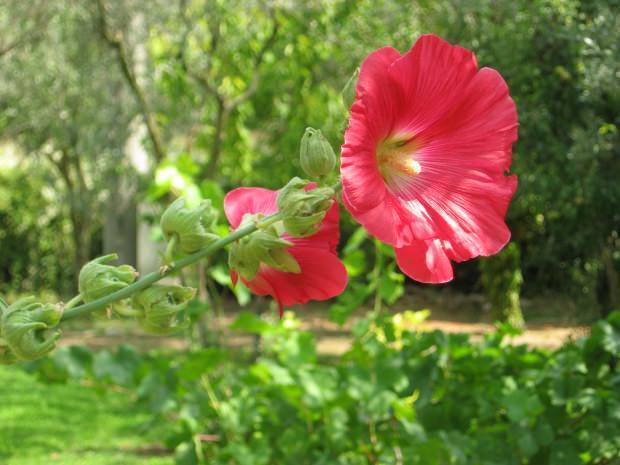 Jakie są zalety kwiatu prawoślazu lekarskiego (Hibiskus)? W jakich chorobach dobre są kwiaty prawoślazu (Hibiskus)?