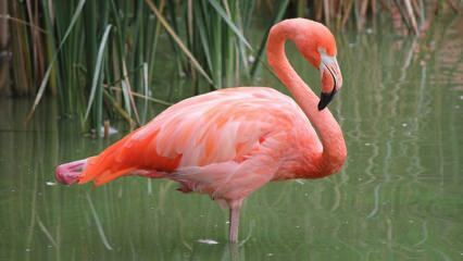 Adana stała się domem „Pink Flamingos”!