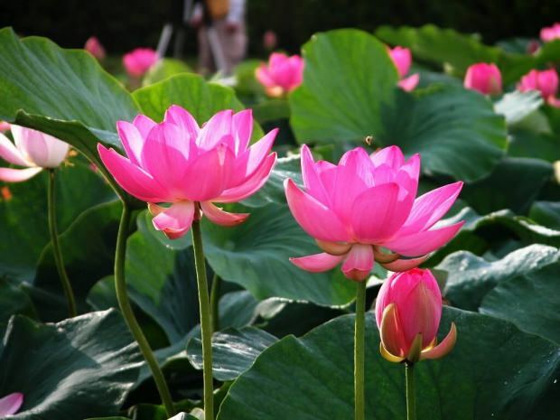 Jakie są zalety kwiatu lotosu? Co robi herbata z kwiatem lotosu?