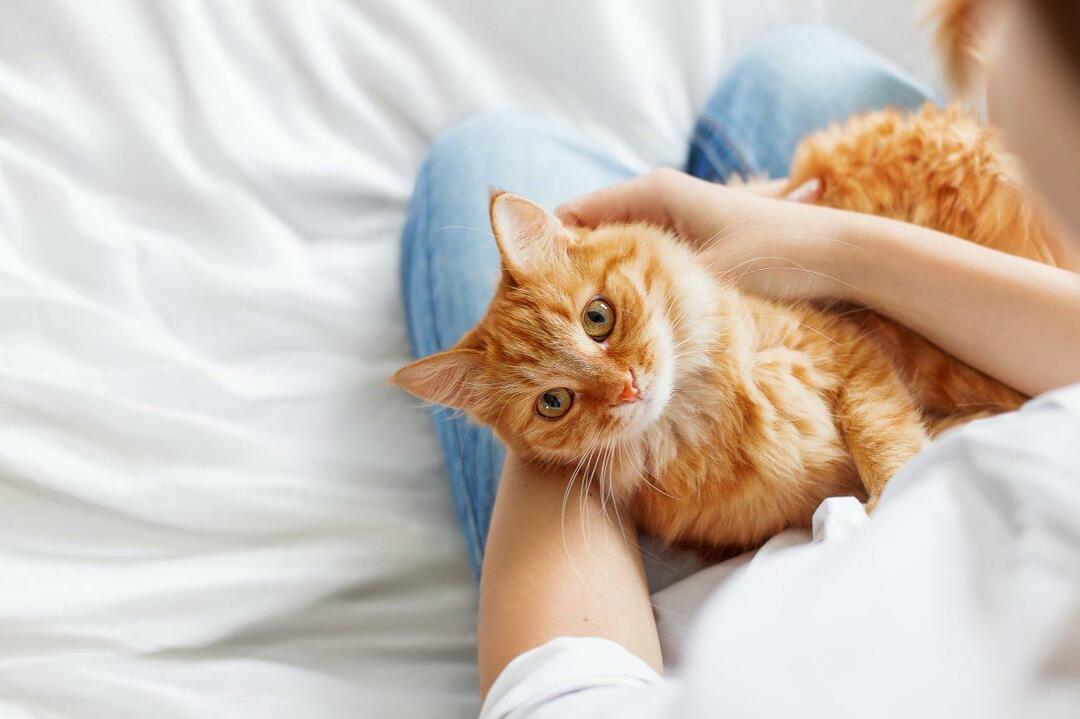 Po czym poznać, że koty są szczęśliwe? Czy mój kot mnie kocha? Znaczenie ruchów kotów