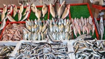 Jak czyścić ryby toryczne? Wskazówki dotyczące czyszczenia ryb torycznych